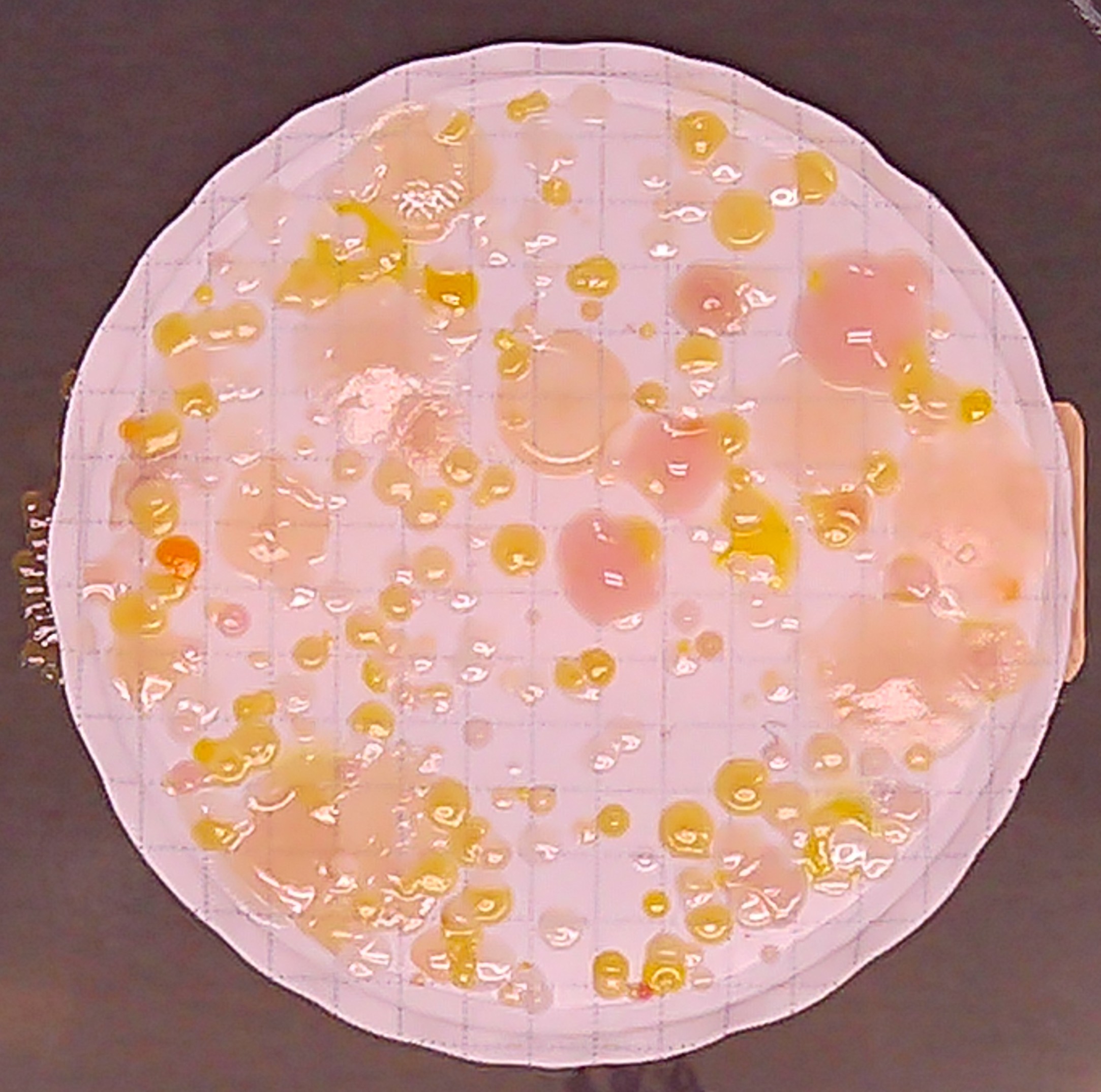 Microscopic image of a bacteria colony
