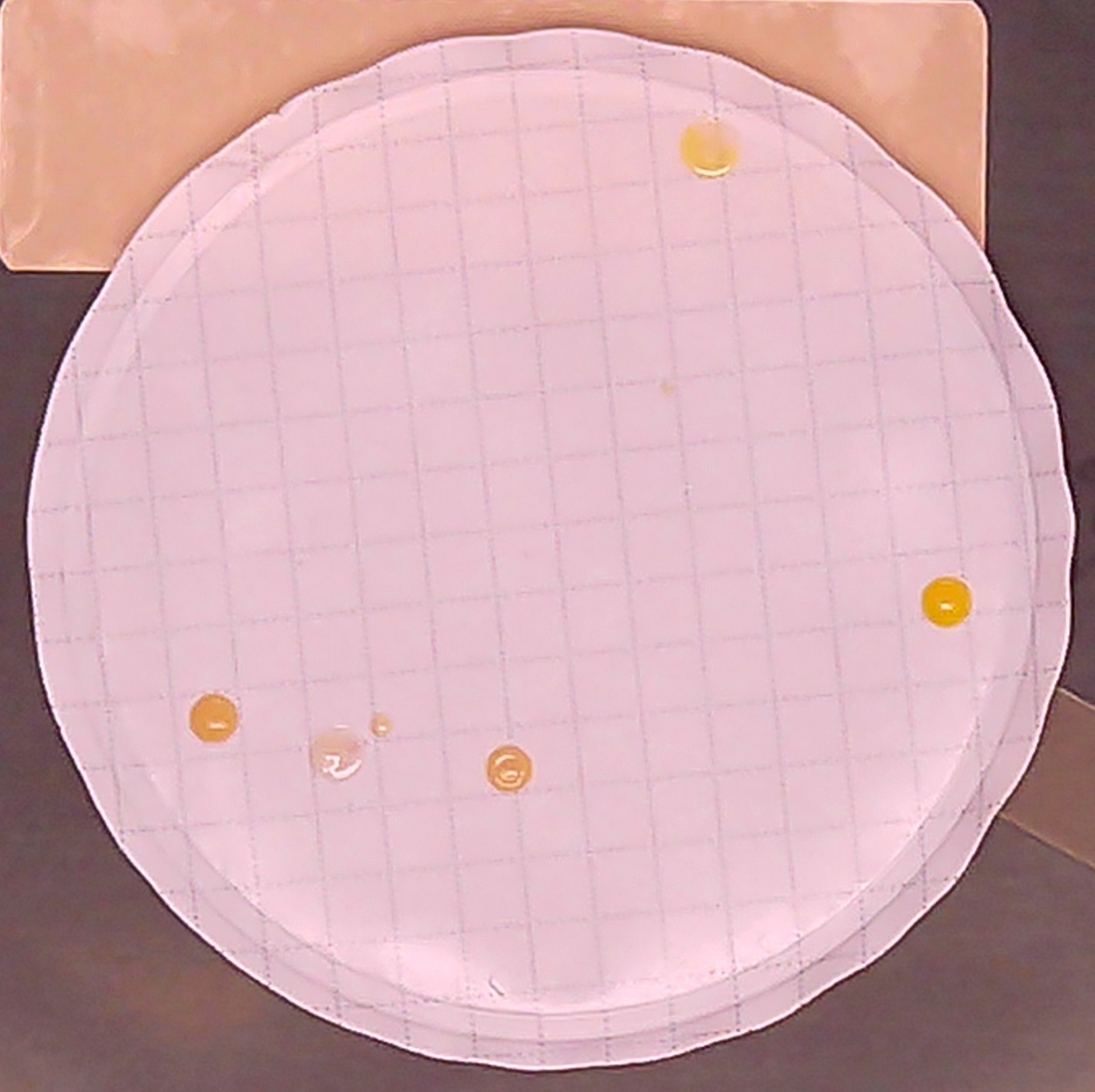 Microscopic image of a bacteria colony