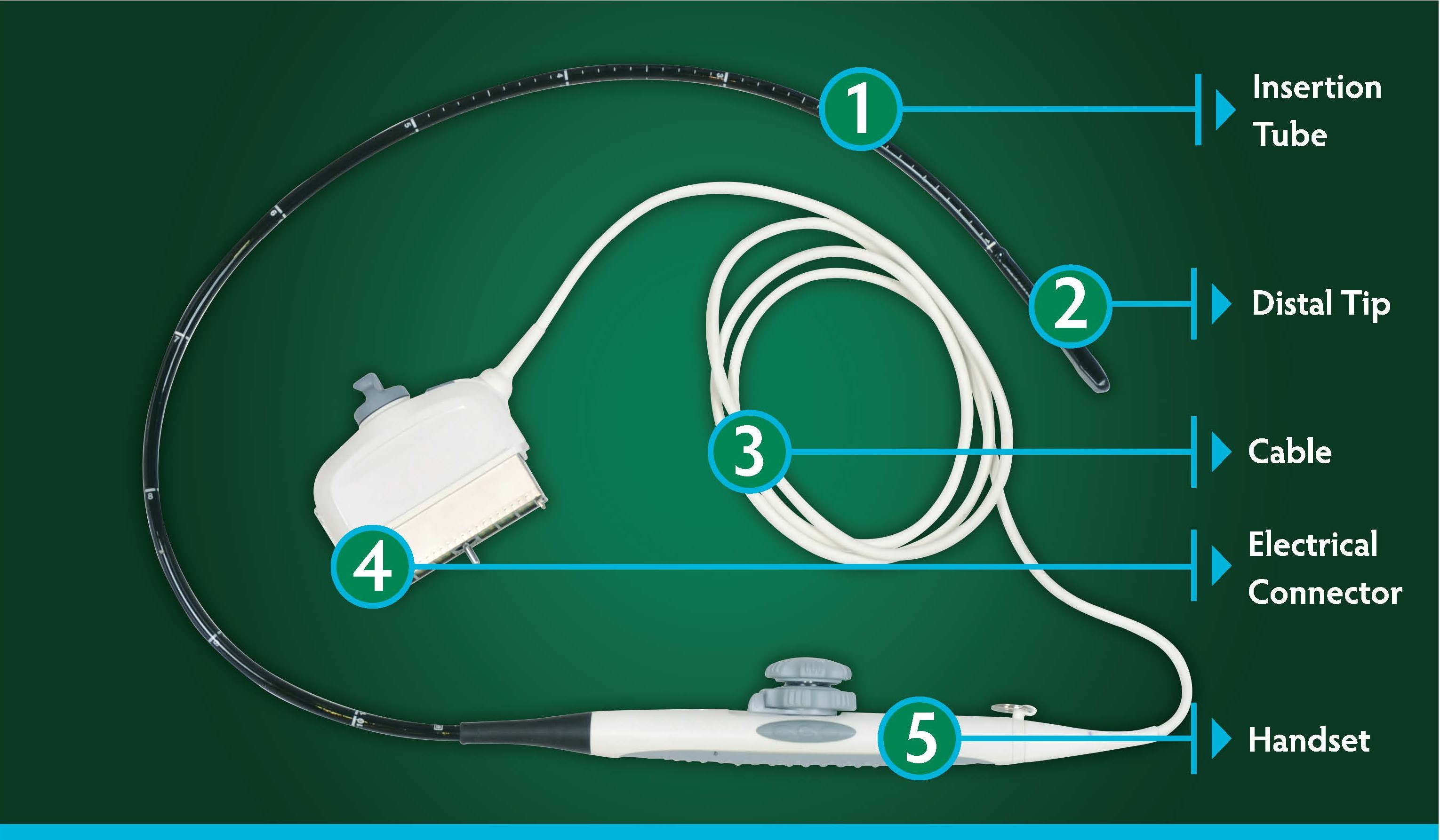 What Is A TEE Ultrasound Probe CS Medical